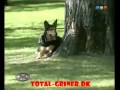Fræk hund (skjult kamera)