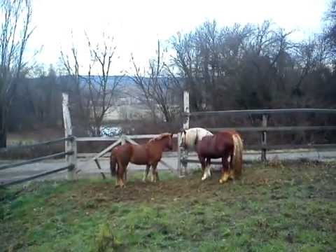 Viendo el video "Konj I Kobila Parenje" MP3 Gratis