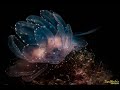 Video of Butterfly nudibranch