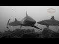 San Benedicto Island - Sharks | Sharks