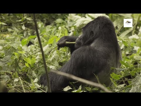 UGANDA THE PEARL OF AFRICA