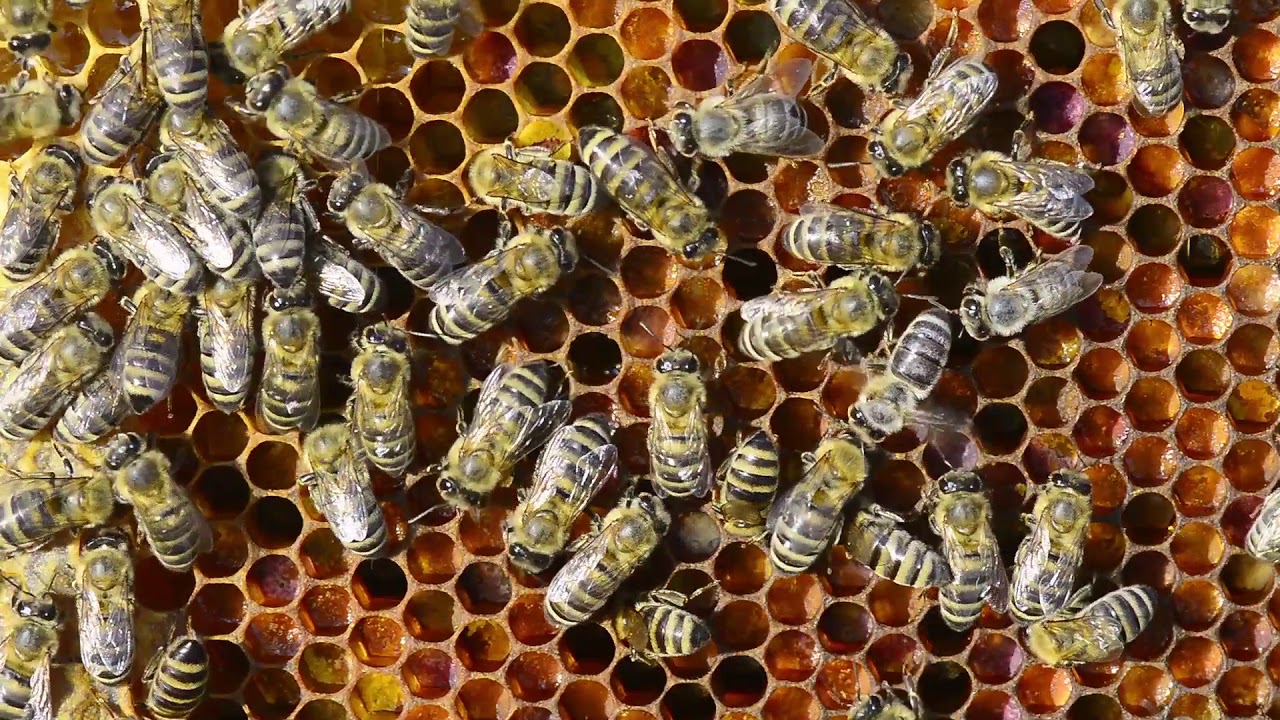 Perga - Pčelinji hleb - Nezamenjiv u ishrani pčela i ljudi
