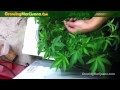 How To Get Bigger Yields From Cannabis Plants - Growing Weed