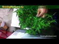 How To Get Bigger Yields From Cannabis Plants - Growing Weed