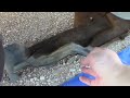 2002 Ford Escort ZX2 Serpentine Belt Replacement