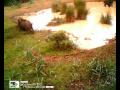 Cinghiale (Sus scrofa) - Wild boar
