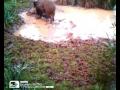 Cinghiale (Sus scrofa) - Wild boar