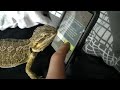 Bearded Dragon playing Ant Crusher