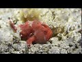 Painted frogfish feeding | Antennarius pictus
