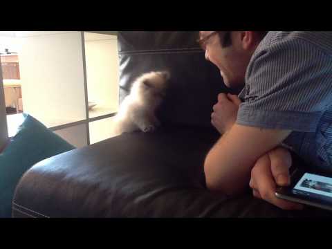 Kitten vs. Air - Cheezburger