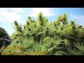 Medical Marijuana Outdoor Growers in Gardens - Mega Tour