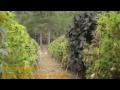 Medical Marijuana Outdoor Growers in Gardens - Mega Tour