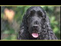 COCKER SPANIEL INGLESE trailer documentario