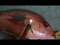 How To Correctly Cook Salmon