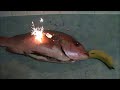 How To Correctly Cook Salmon