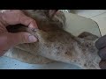 Uncountable number of parasites in a Mastiff-Mix in The Gambia