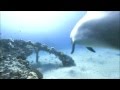 432 Hz Healing Meditation Music VI with Schumann Resonance, dolphin sounds, and Gyuto Monks