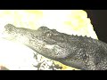 Manele noi 2014 Salam Remix
