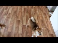 Shiba Inu Akinas