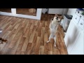 Shiba Inu Akinas