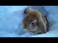 Rabbits playing in the snow!