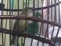 Cara Bikin Pleci jadi Berkicau