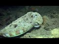 Video of Cuttlefish