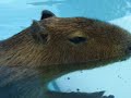 Caplin Rous Speaks