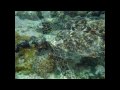 Pemba, Tanzania with Swahili Divers