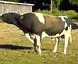 TORO ENOJADO