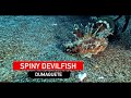 Can Someone help me identify this behavior?  | Spiny Devilfish