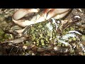 Video of Crabe Marbrée 
