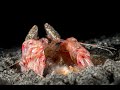 Pink Mantis Shrimp | Mantis Shrimp