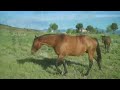 Funny Baby Horse - Come on Mom Let's Play
