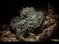 Video of Reef octopus