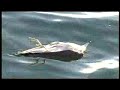 World biggest garbage dump - plastic in the Ocean