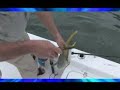 Fishing Giant Goliath Grouper Jewfish! Going To Work! Chew On This Shows Videos