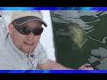 Fishing Giant Goliath Grouper Jewfish! Going To Work! Chew On This Shows Videos