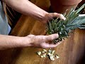 How to grow a Pineapple inside!