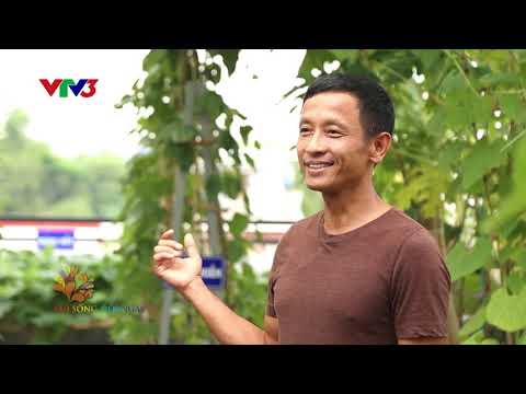 Vườn rau độc đáo trên sân thượng