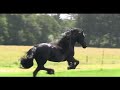 The KFPS Royal Friesian Horse