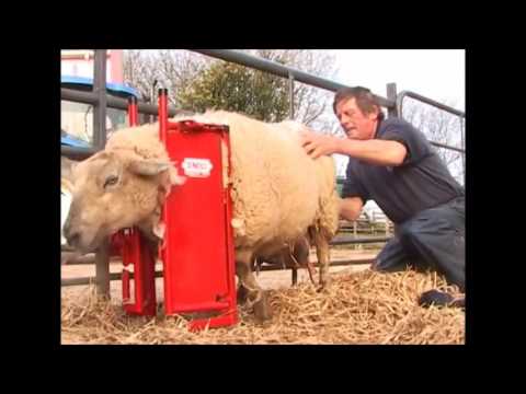 Calf And Sheep Staller