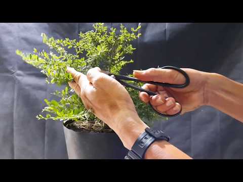 Cách cắt tỉa và nuôi cây bonsai mini nhanh nhất