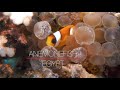 Anemonefish of the Red Sea | Anemonefish