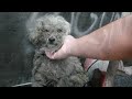Blind dog rescue: Fiona - Please SHARE on FB & Twitter and help us raise awareness. Thanks!