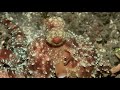 Video of Starry Night Octopus