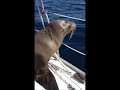 My Life Changing Experience with a Baby Sea Lion