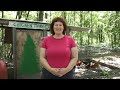 Becky's Homestead 25: All About Chickens