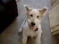 Most Hillariously Funny Dog Video Clips