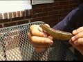 Rigging and Fishing Zoom super flukes